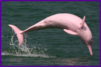Hong Kong DolphinWatch(ドルフィンウォッチング)